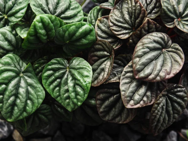 peperomia Caperata yeşil ve kırmızı ay yağmurdan sonra taze