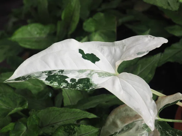 Syngonium Verigated Planten Pot Beautyfull Gemakkelijk Onderhouden — Stockfoto