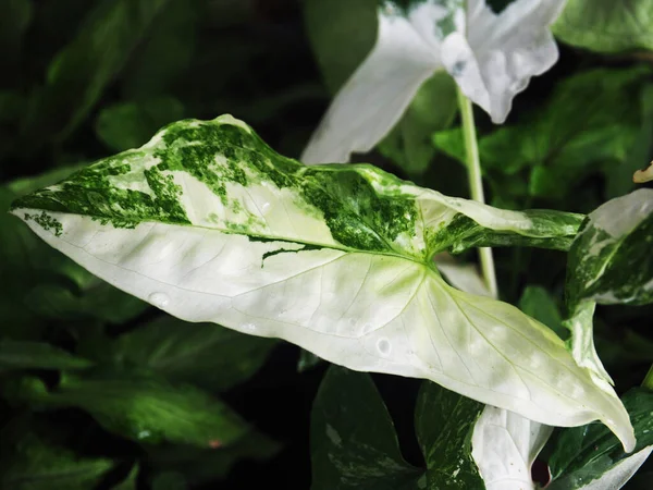 Syngonium Verigated Planten Pot Beautyfull Gemakkelijk Onderhouden — Stockfoto