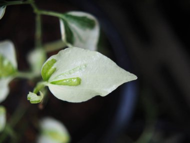 Sengonyum tencerede bitkiler var. Çok güzel ve bakımı kolay.