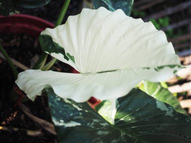 Alokasya çömleğin içindeki bitkileri işaret eder ve beyaz ve sarı renkte çok soğuktur.