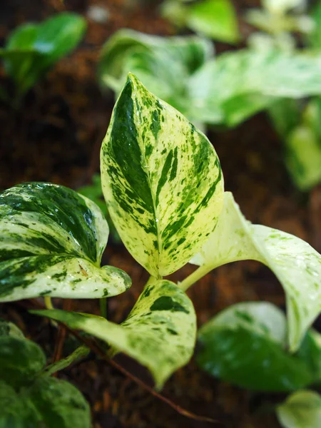 Syngonium Verigated Φυτά Γλάστρα Beautyfull Και Εύκολο Στη Φροντίδα — Φωτογραφία Αρχείου