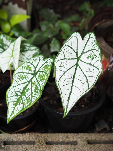 Caladium Bicolor Qeen Leaf Bueatyful Booming Leaf — Stok Foto