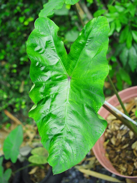 Alocasia Verigated Φυτά Κατσαρόλα Και Πολύ Δροσερό Λευκό Και Κίτρινο — Φωτογραφία Αρχείου