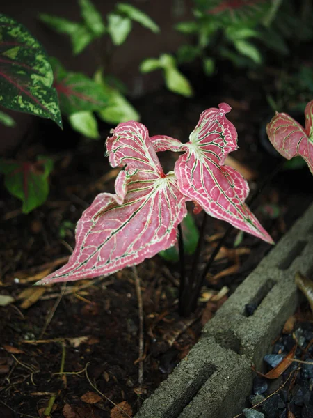 Caladium Bicolor Qeen Des Lebhaften Und Boomenden Blattes — Stockfoto