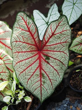 Yaprak bitkilerinin kaladyum bicolor qeen bir yaprakta güzellik ve çok renkli 