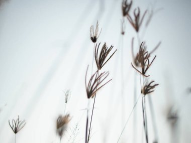 Çimen tarlası ve güneş ışığı objektifi BoKhe tatlı doğa arka planı
