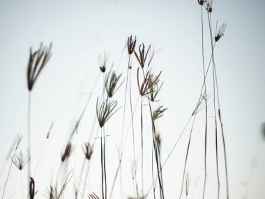 Çimen tarlası ve güneş ışığı objektifi BoKhe tatlı doğa arka planı