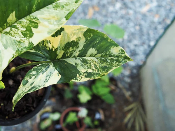 Syngonium Podophylum Aurea Verigated Plant Pot Bueaty Zoete Plant — Stockfoto