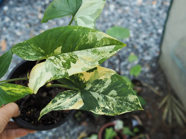 Syngonium Podophylum Aurea Verigated Φυτό Γλάστρα Bueaty Και Γλυκό Φυτό — Φωτογραφία Αρχείου