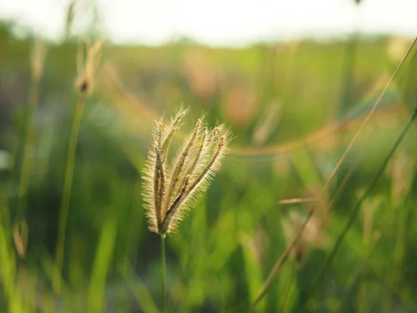 Campo Hierba Luz Del Sol Lente Fere Bokhe Dulce Naturaleza — Foto de Stock