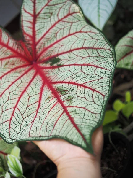 Caladium Bicolor Qeen Von Blattpflanzen Schönheit Und Mehrfarbigkeit Einem Blatt — Stockfoto