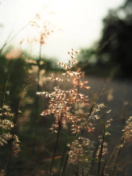 Травяное Поле Солнечный Свет Объектив Bokhe Сладкий Фон Природы — стоковое фото