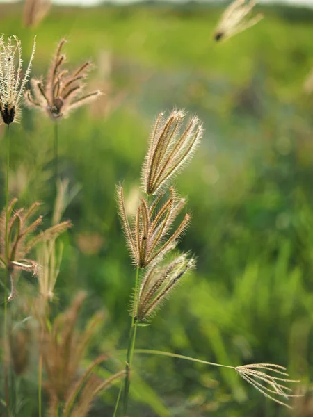 Campo Hierba Luz Del Sol Lente Fere Bokhe Dulce Naturaleza — Foto de Stock