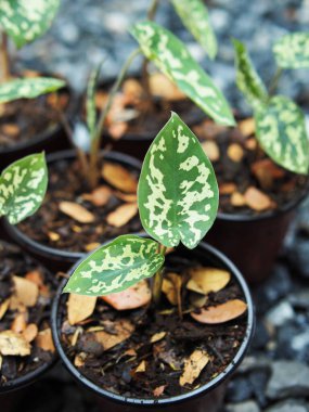 kaladyum bicolor hilo güzellik saksıda 4 inc verigated bitki 