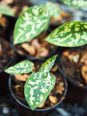 kaladyum bicolor hilo güzellik saksıda 4 inc verigated bitki 