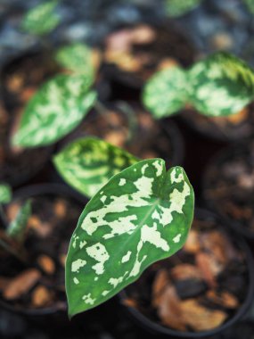 kaladyum bicolor hilo güzellik saksıda 4 inc verigated bitki 