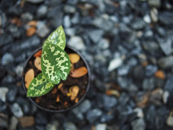 kaladyum bicolor hilo güzellik saksıda 4 inc verigated bitki 