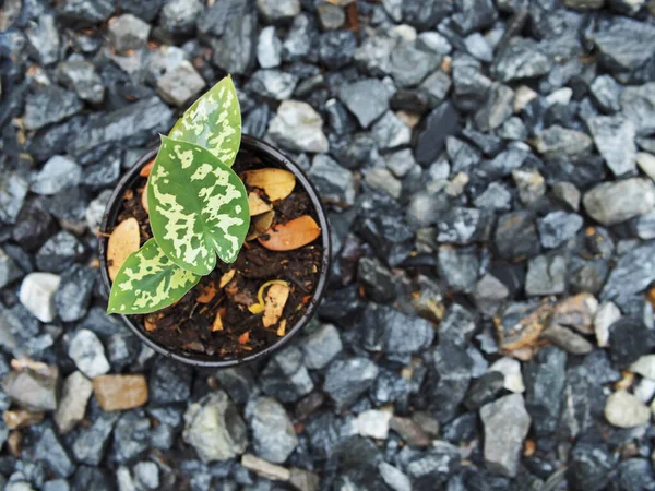 kaladyum bicolor hilo güzellik saksıda 4 inc verigated bitki 