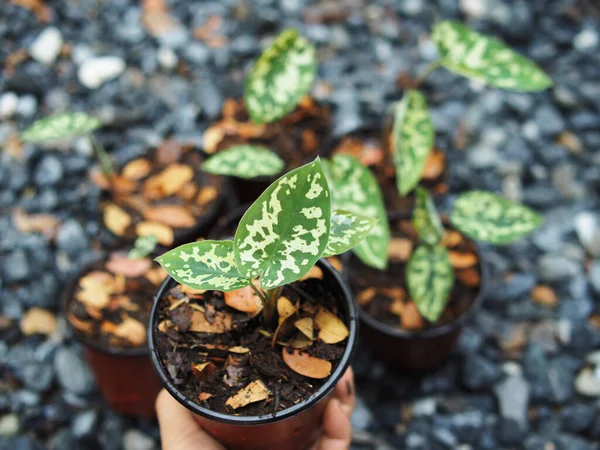 kaladyum bicolor hilo güzellik saksıda 4 inc verigated bitki 