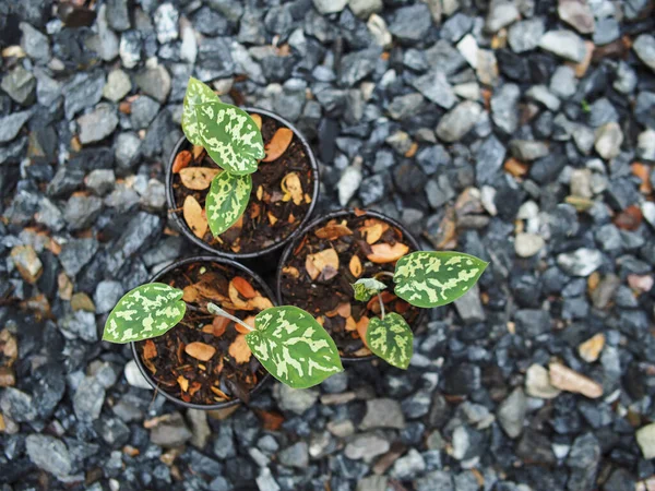 kaladyum bicolor hilo güzellik saksıda 4 inc verigated bitki 