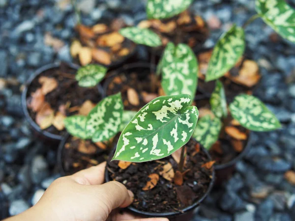 kaladyum bicolor hilo güzellik saksıda 4 inc verigated bitki 
