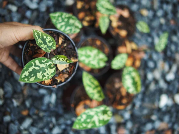 kaladyum bicolor hilo güzellik saksıda 4 inc verigated bitki 