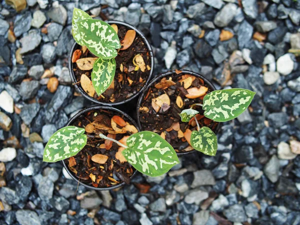 Caladium Bicolor Hilo Beauty Pot Inc Verigated Plant Stok Foto Bebas Royalti