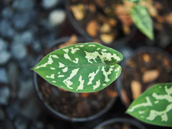 Caladium Bicolor Hilo Beauty Pot Inc Verigated Plant Stok Gambar Bebas Royalti