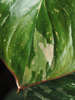 Homalomena pembe köşeli kırmızı mücevher ve aromatik bitki