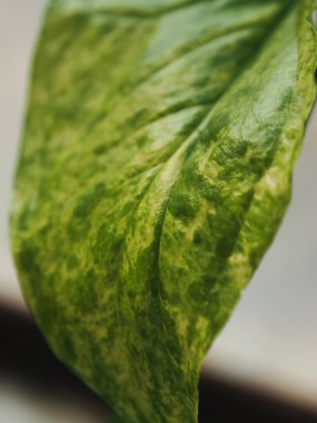 sengonyum polofilyum mojito stili ve yaprak dokusunda doğrulanmış