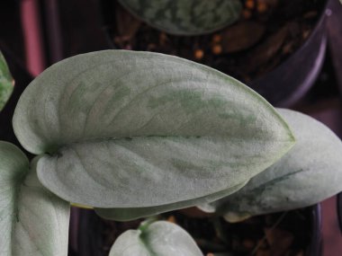 scindapsus pictus ve epipinnum penatum büyük küçük yeşil bitki kapalı