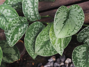 scindapsus pictus ve epipinnum penatum büyük küçük yeşil bitki kapalı