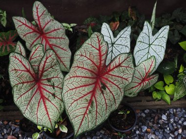 Yapraklı kaladyum bicolor qeen ve çok renkli yapraklı güzel bitkiler.