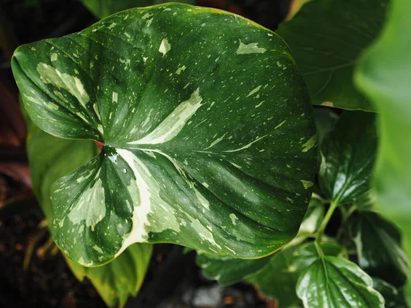 Homalomena Pembe Köşeli Kırmızı Mücevher Aromatik Bitki — Stok fotoğraf