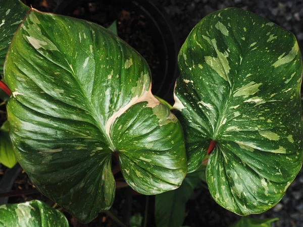 Verschijnselen Roze Verigated Rode Edelsteen Aromatische Plant — Stockfoto