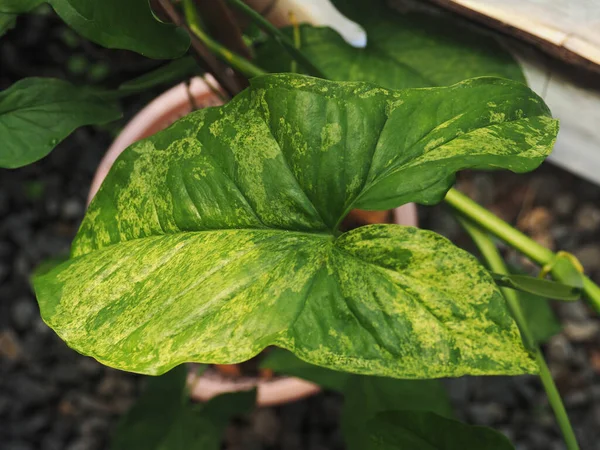 Syngonium Polophylum Verigated Mojito Stijl Textuur Blad — Stockfoto