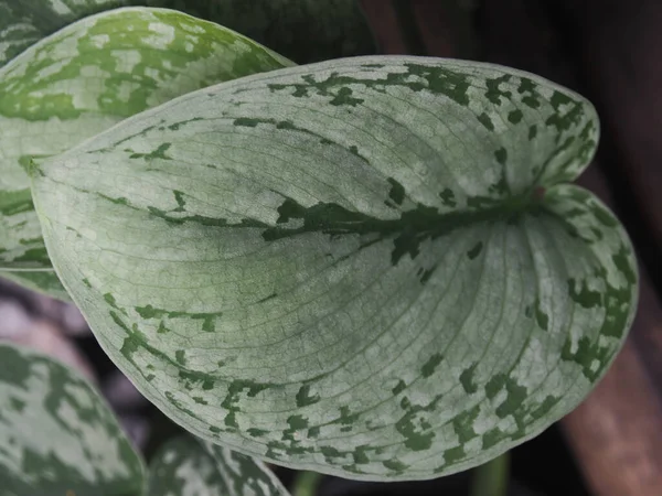 Scindapsus Pictus Epipinnum Penatum Grande Pequena Planta Verde Interior — Fotografia de Stock