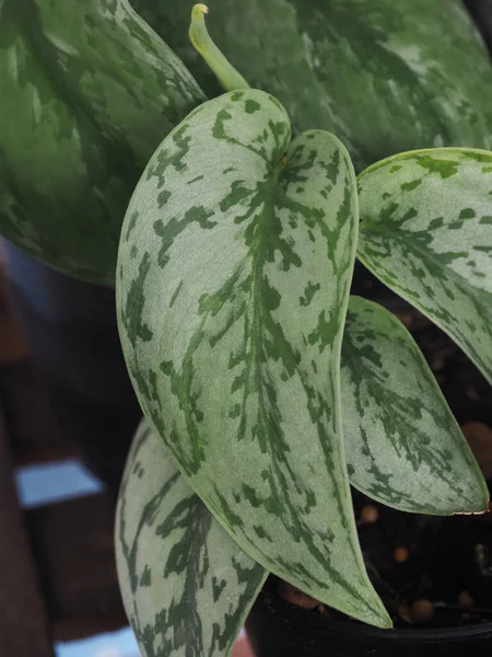 Scindapsus Pictus Epipinnum Penatum Gran Pequeña Planta Verde Interior — Foto de Stock