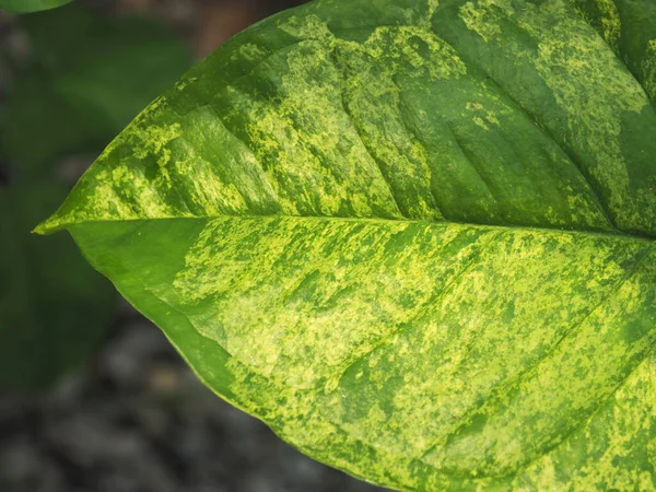 Syngonium Polophylum Verigated Mojito Stil Und Textur Auf Blatt — Stockfoto