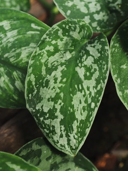 Scindapsus Pictus Epipinnum Penatum Grande Pequena Planta Verde Interior — Fotografia de Stock