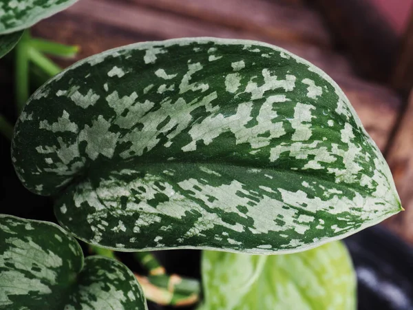 Сінгапурний Пітус Епіпін Великий Маленький Зелений Рослина Приміщенні — стокове фото