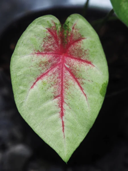 Caladium Bicolor Qeen Blad Och Flera Färger Blad Vackra Växter — Stockfoto