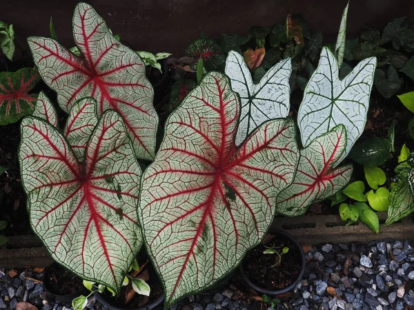 Caladium Bicolore Qeen Feuilles Multicolore Dans Les Plantes Vertes Beautyful — Photo