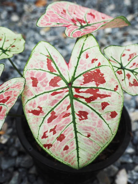 Caladium Bicolor Qeen Van Bladeren Meerdere Kleuren Bladeren Mooie Planten — Stockfoto