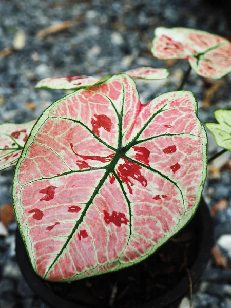 Caladium Bicolor Qeen Van Bladeren Meerdere Kleuren Bladeren Mooie Planten — Stockfoto