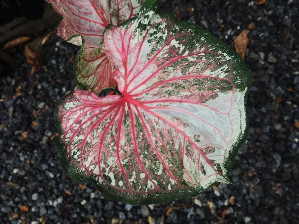 Caladium Bicolor Qeen Von Blatt Und Mehrfarbig Blatt Schönen Pflanzen — Stockfoto