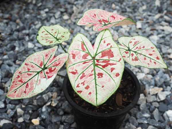 Caladium Bicolor Qeen Von Blatt Und Mehrfarbig Blatt Schönen Pflanzen — Stockfoto