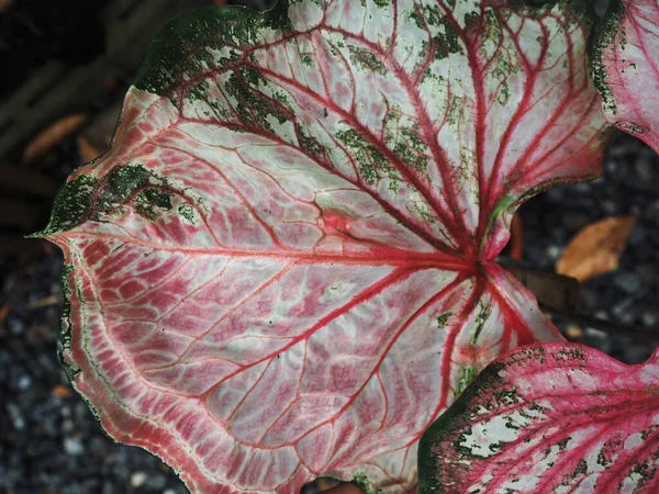 Caladium Bicolor Qeen Von Blatt Und Mehrfarbig Blatt Schönen Pflanzen — Stockfoto