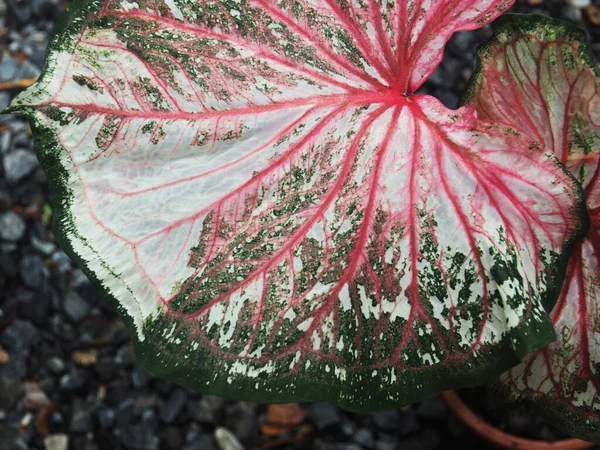 Caladium Bicolor Qeen Von Blatt Und Mehrfarbig Blatt Schönen Pflanzen — Stockfoto